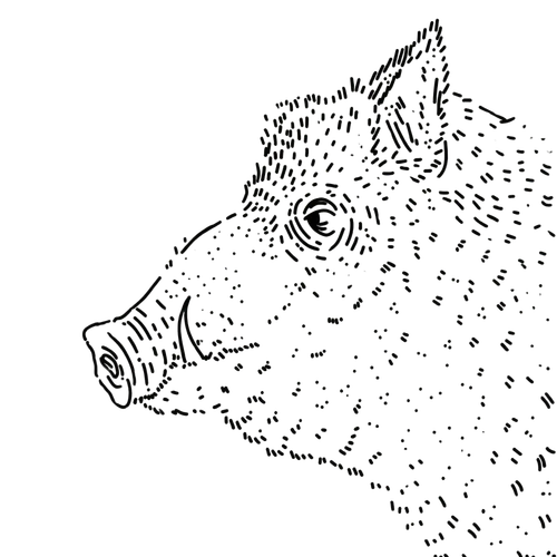 Ilustracja Dziki Dzik