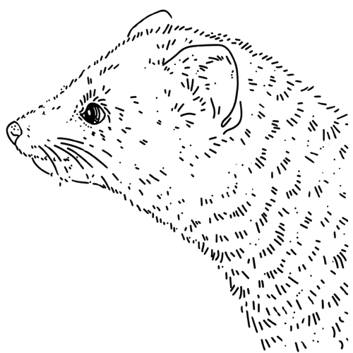 Ilustracja Figlarna Kuna