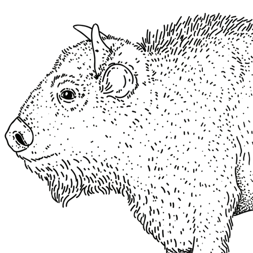 Ilustracja Troskliwy Żubr